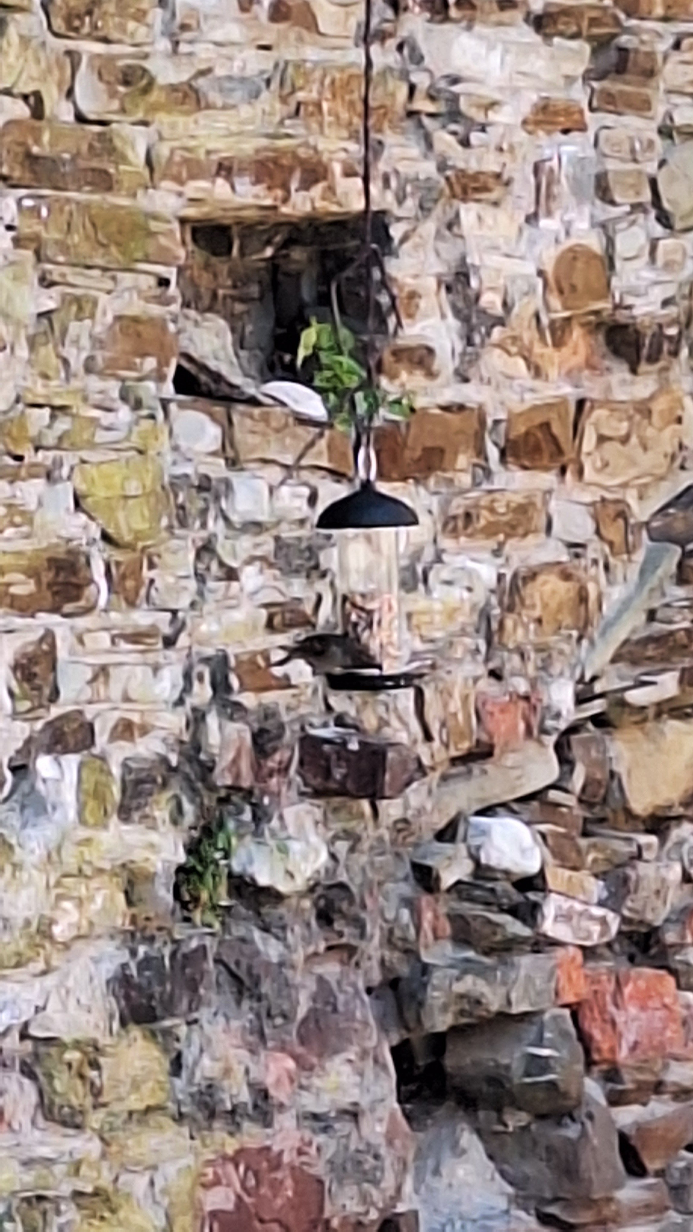 Birds on Feeder 2