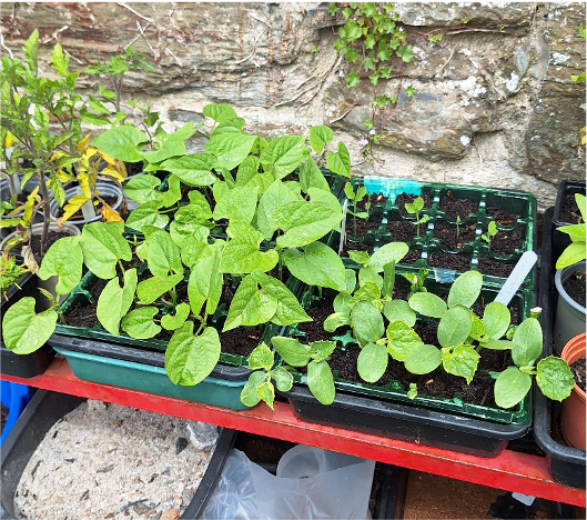 Garden 10