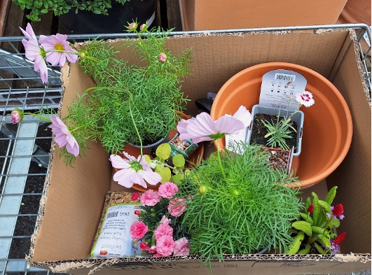 Garden 11