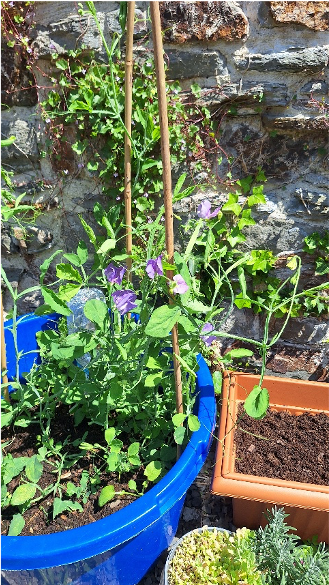 Garden 13