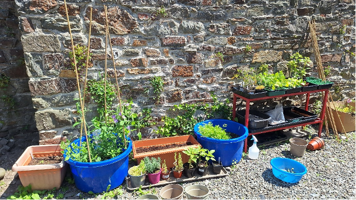 Garden 14