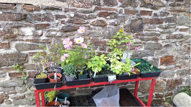 Garden 17