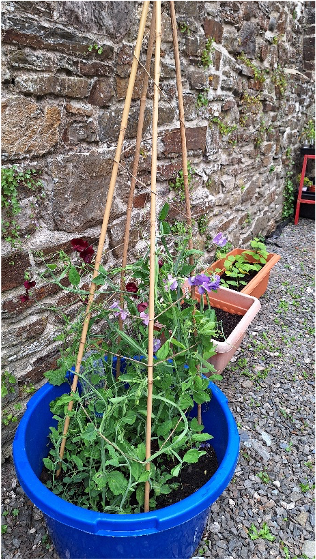 Garden 18