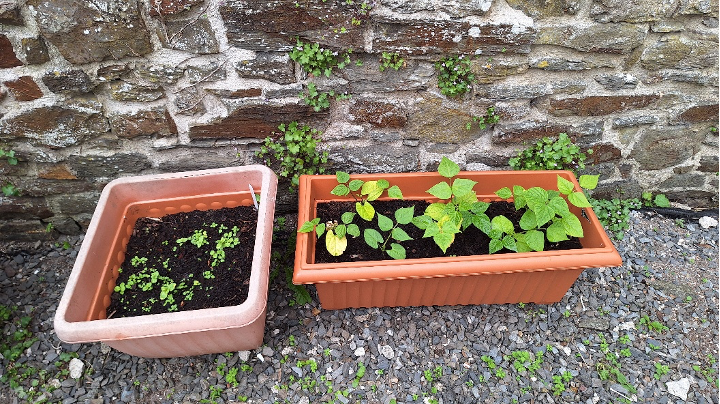 Garden 19
