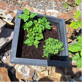 Garden 4