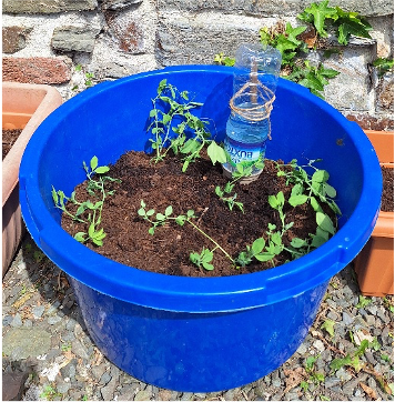 Garden 6