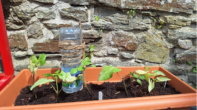Garden 7