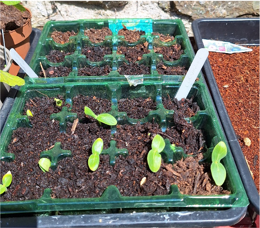 Garden 8