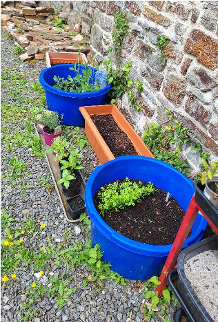 Garden 9